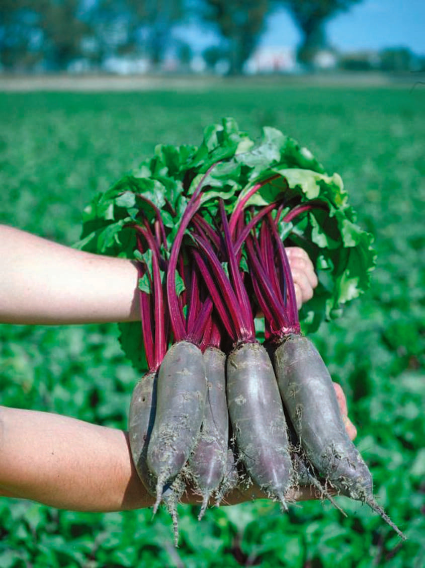 Photographie de Betterave (Beta vulgaris ‘Taunus’), sélection proposée en semences W.H. Perron. Le visuel présente l’apparence de la plante ou de sa récolte et permet d’en observer les formes et les couleurs. Cette vue illustre les caractéristiques visibles de la sélection, dans une présentation destinée à accompagner son identification et à montrer son intérêt au jardin.