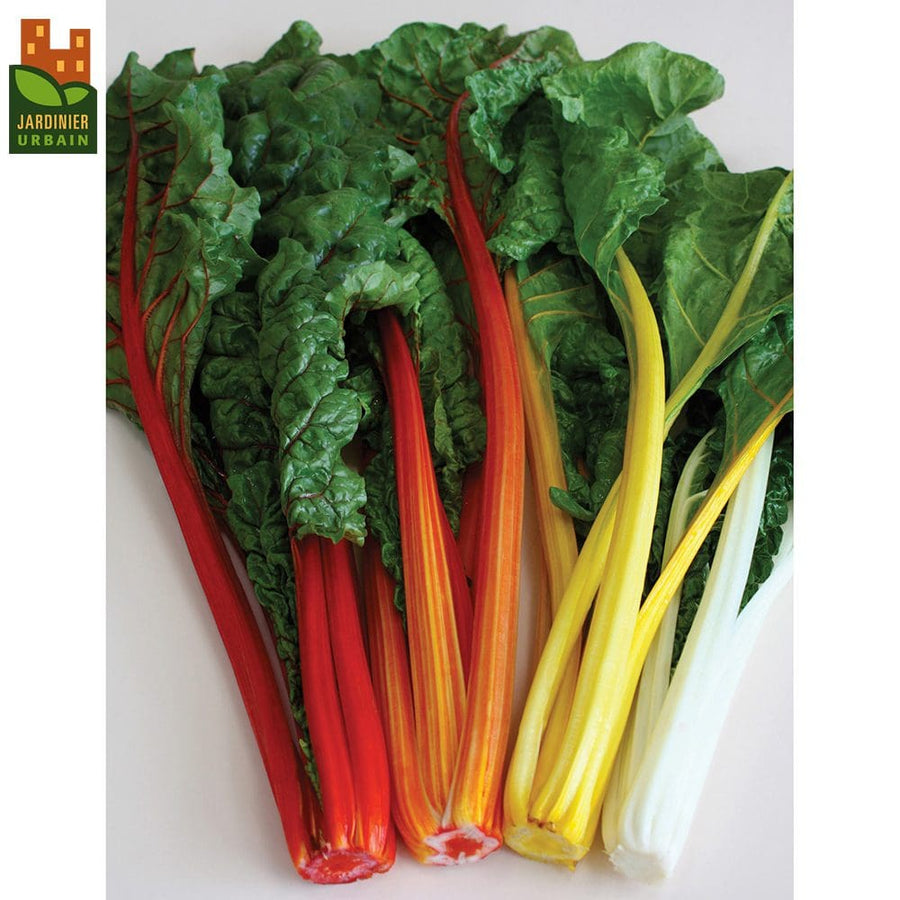 Photographie de Bette à carde (Beta vulgaris ‘Célébration’), sélection proposée en semences W.H. Perron. Le visuel présente l’apparence de la plante ou de sa récolte et permet d’en observer les formes et les couleurs. Cette vue illustre les caractéristiques visibles de la sélection, dans une présentation destinée à accompagner son identification et à montrer son intérêt au jardin.