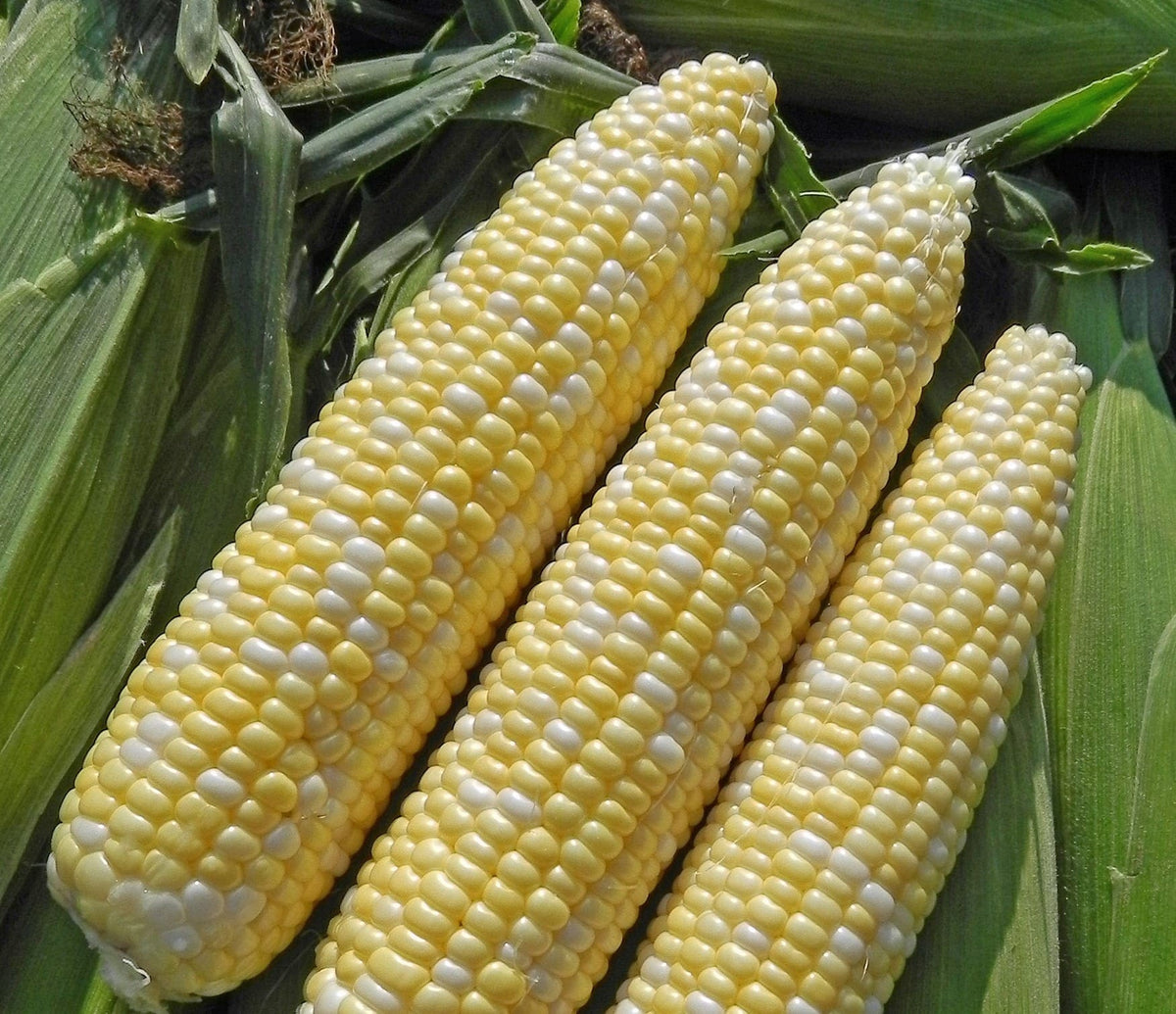 Photographie de Maïs sucré (Zea mays ‘Allure’), sélection proposée en semences W.H. Perron. Le visuel présente l’apparence de la plante ou de sa récolte et permet d’en observer les formes et les couleurs. Cette vue illustre les caractéristiques visibles de la sélection, dans une présentation destinée à accompagner son identification et à montrer son intérêt au jardin.