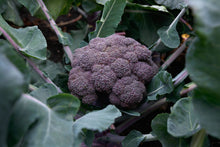 Photographie de Brocoli (Brassica oleracea var. italica ‘Purple Magic’), sélection proposée en semences W.H. Perron. Le visuel présente l’apparence de la plante ou de sa récolte et permet d’en observer les formes et les couleurs. Cette vue illustre les caractéristiques visibles de la sélection, dans une présentation destinée à accompagner son identification et à montrer son intérêt au jardin.