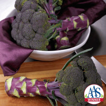 Photographie de Brocoli (Brassica oleracea var. italica 'Purple Magic'), sélection proposée en semences W. H. Perron. Le visuel présente l'apparence de la plante ou de sa récolte et permet d'en observer les formes et les couleurs. Cette vue illustre les caractéristiques visibles de la sélection, dans une présentation destinée à accompagner son identification et à montrer son intérêt au jardin.