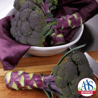 Photographie de Brocoli (Brassica oleracea var. italica 'Purple Magic'), sélection proposée en semences W. H. Perron. Le visuel présente l'apparence de la plante ou de sa récolte et permet d'en observer les formes et les couleurs. Cette vue illustre les caractéristiques visibles de la sélection, dans une présentation destinée à accompagner son identification et à montrer son intérêt au jardin.