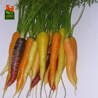 Photographie de Mélange de carottes de couleurs (Daucus carota), sélection proposée en semences W. H. Perron. Le visuel présente l'apparence de la plante ou de sa récolte et permet d'en observer les formes et les couleurs. Cette vue illustre les caractéristiques visibles de la sélection, dans une présentation destinée à accompagner son identification et à montrer son intérêt au jardin.