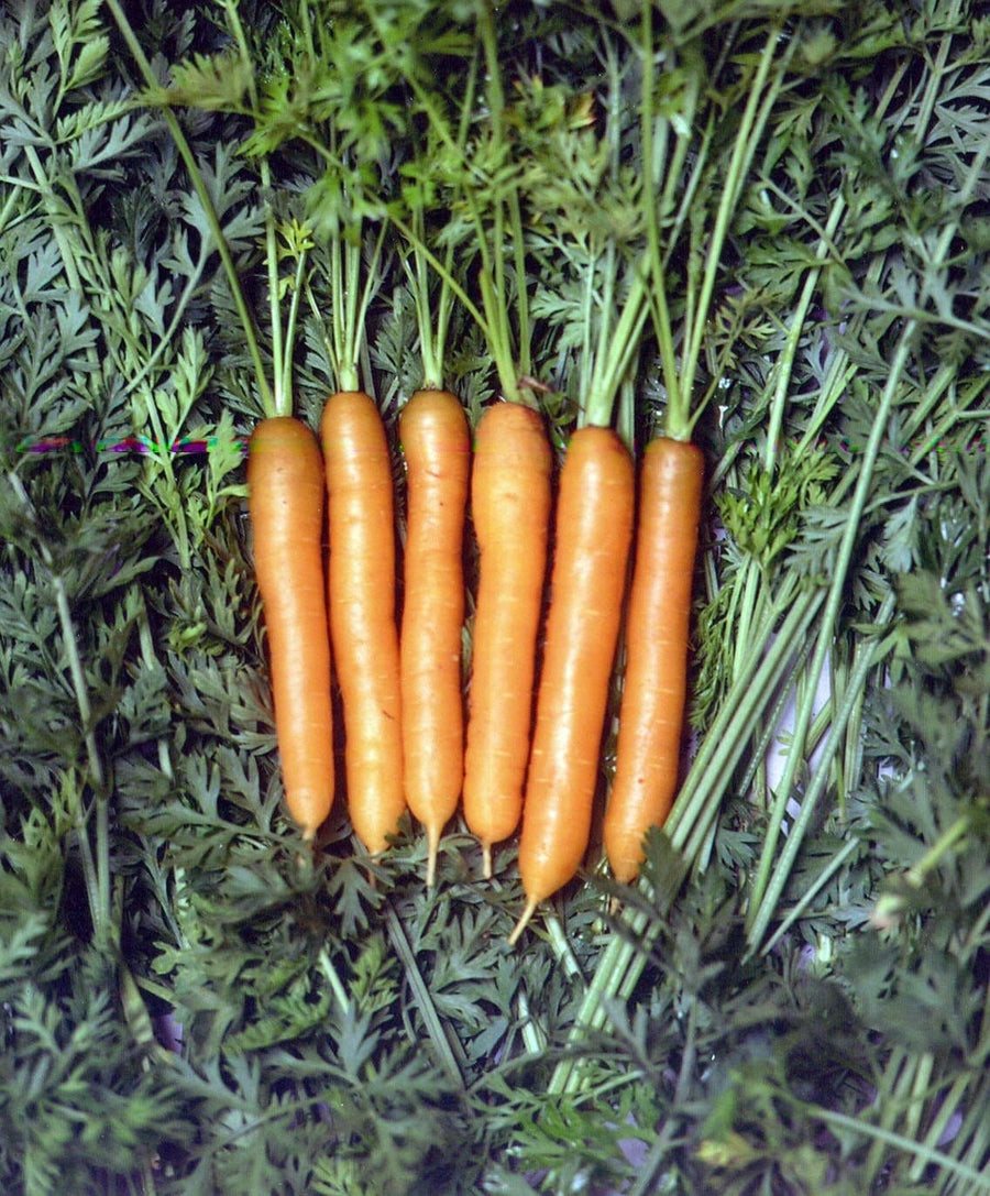 Photographie de Carotte bio (Daucus carota ‘Little finger’), sélection proposée en semences W.H. Perron. Le visuel présente l’apparence de la plante ou de sa récolte et permet d’en observer les formes et les couleurs. Cette vue illustre les caractéristiques visibles de la sélection, dans une présentation destinée à accompagner son identification et à montrer son intérêt au jardin.