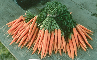 Photographie de Carotte bio (Daucus carota 'Napoli'), sélection proposée en semences W. H. Perron. Le visuel présente l'apparence de la plante ou de sa récolte et permet d'en observer les formes et les couleurs. Cette vue illustre les caractéristiques visibles de la sélection, dans une présentation destinée à accompagner son identification et à montrer son intérêt au jardin.