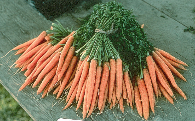 Photographie de Carotte bio (Daucus carota ‘Napoli’), sélection proposée en semences W.H. Perron. Le visuel présente l’apparence de la plante ou de sa récolte et permet d’en observer les formes et les couleurs. Cette vue illustre les caractéristiques visibles de la sélection, dans une présentation destinée à accompagner son identification et à montrer son intérêt au jardin.