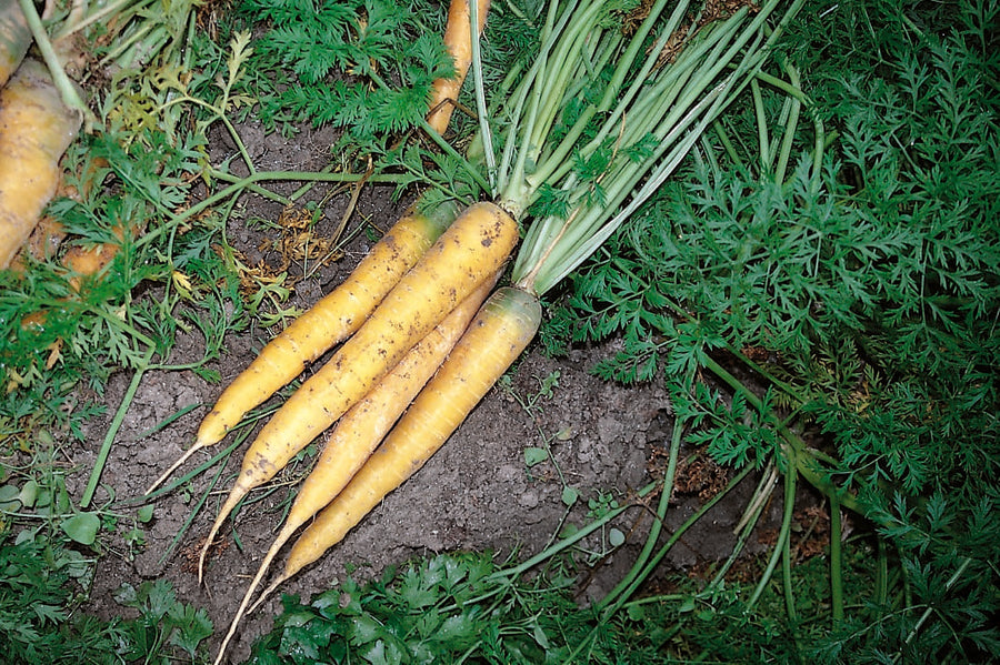 Photographie de Carotte jaune bio (Daucus carota ‘Yellowstone’), sélection proposée en semences W.H. Perron. Le visuel présente l’apparence de la plante ou de sa récolte et permet d’en observer les formes et les couleurs. Cette vue illustre les caractéristiques visibles de la sélection, dans une présentation destinée à accompagner son identification et à montrer son intérêt au jardin.