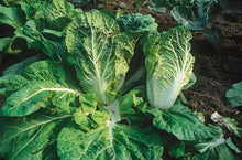 Photographie de Chou chinois bio (Brassica rapa subsp. pekinensis 'Bilko'), sélection proposée en semences W. H. Perron. Le visuel présente l'apparence de la plante ou de sa récolte et permet d'en observer les formes et les couleurs. Cette vue illustre les caractéristiques visibles de la sélection, dans une présentation destinée à accompagner son identification et à montrer son intérêt au jardin.
