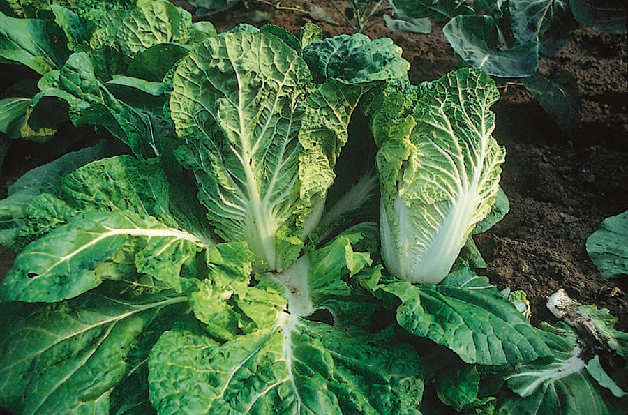 Photographie de Chou chinois bio (Brassica rapa subsp. pekinensis ‘Bilko’), sélection proposée en semences W.H. Perron. Le visuel présente l’apparence de la plante ou de sa récolte et permet d’en observer les formes et les couleurs. Cette vue illustre les caractéristiques visibles de la sélection, dans une présentation destinée à accompagner son identification et à montrer son intérêt au jardin.