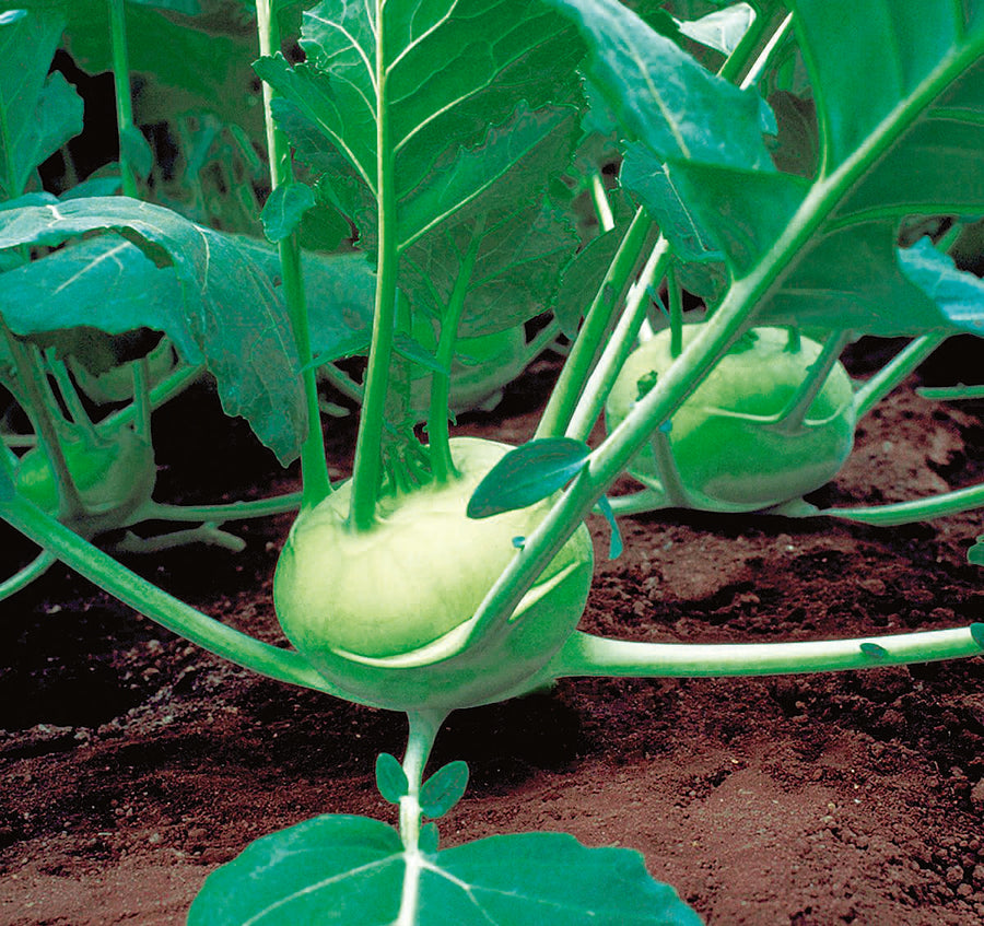 Photographie de Chou-rave (Brassica oleracea var. gongylodes ‘Quickstar’), sélection proposée en semences W.H. Perron. Le visuel présente l’apparence de la plante ou de sa récolte et permet d’en observer les formes et les couleurs. Cette vue illustre les caractéristiques visibles de la sélection, dans une présentation destinée à accompagner son identification et à montrer son intérêt au jardin.