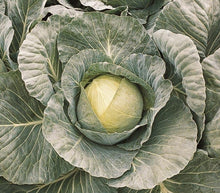 Photographie de Chou d'été (Brassica oleracea var. capitata 'Bronco'), sélection proposée en semences W. H. Perron. Le visuel présente l'apparence de la plante ou de sa récolte et permet d'en observer les formes et les couleurs. Cette vue illustre les caractéristiques visibles de la sélection, dans une présentation destinée à accompagner son identification et à montrer son intérêt au jardin.