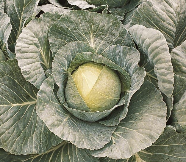 Photographie de Chou d'été (Brassica oleracea var. capitata ‘Bronco’), sélection proposée en semences W.H. Perron. Le visuel présente l’apparence de la plante ou de sa récolte et permet d’en observer les formes et les couleurs. Cette vue illustre les caractéristiques visibles de la sélection, dans une présentation destinée à accompagner son identification et à montrer son intérêt au jardin.