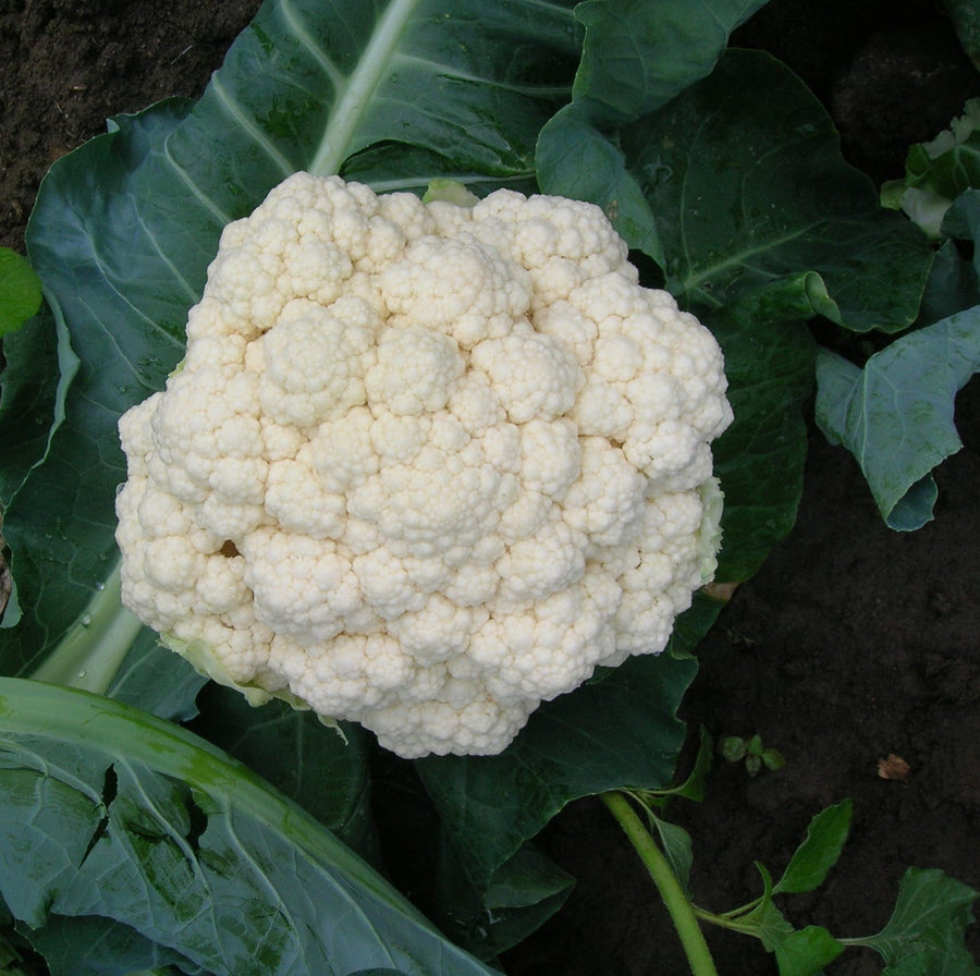 Photographie de Chou-fleur blanc (Brassica oleracea var. botrytis ‘Minuteman’), sélection proposée en semences W.H. Perron. Le visuel présente l’apparence de la plante ou de sa récolte et permet d’en observer les formes et les couleurs. Cette vue illustre les caractéristiques visibles de la sélection, dans une présentation destinée à accompagner son identification et à montrer son intérêt au jardin.