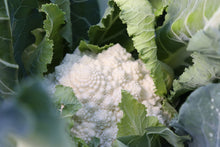 Photographie de Chou-fleur romanesco (Brassica oleracea var. botrytis 'Whitaker'), sélection proposée en semences W. H. Perron. Le visuel présente l'apparence de la plante ou de sa récolte et permet d'en observer les formes et les couleurs. Cette vue illustre les caractéristiques visibles de la sélection, dans une présentation destinée à accompagner son identification et à montrer son intérêt au jardin.