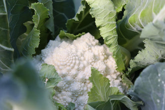 Photographie de Chou-fleur romanesco (Brassica oleracea var. botrytis 'Whitaker'), sélection proposée en semences W. H. Perron. Le visuel présente l'apparence de la plante ou de sa récolte et permet d'en observer les formes et les couleurs. Cette vue illustre les caractéristiques visibles de la sélection, dans une présentation destinée à accompagner son identification et à montrer son intérêt au jardin.