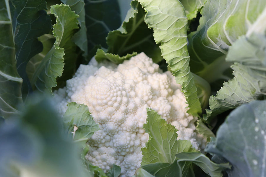 Photographie de Chou-fleur romanesco (Brassica oleracea var. botrytis ‘Whitaker’), sélection proposée en semences W.H. Perron. Le visuel présente l’apparence de la plante ou de sa récolte et permet d’en observer les formes et les couleurs. Cette vue illustre les caractéristiques visibles de la sélection, dans une présentation destinée à accompagner son identification et à montrer son intérêt au jardin.