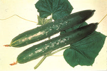 Photographie de Concombre anglais bio (Cucumis sativus ‘Burpless’), sélection proposée en semences W.H. Perron. Le visuel présente l’apparence de la plante ou de sa récolte et permet d’en observer les formes et les couleurs. Cette vue illustre les caractéristiques visibles de la sélection, dans une présentation destinée à accompagner son identification et à montrer son intérêt au jardin.