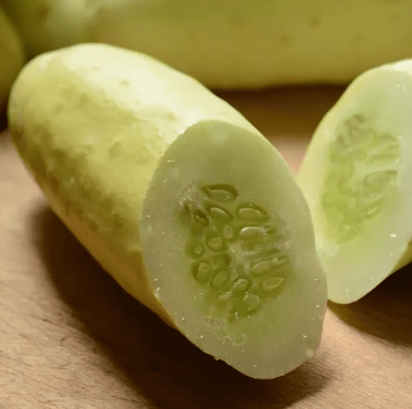 Photographie de Concombre blanc (Cucumis sativus ‘Martini’), sélection proposée en semences W.H. Perron. Le visuel présente l’apparence de la plante ou de sa récolte et permet d’en observer les formes et les couleurs. Cette vue illustre les caractéristiques visibles de la sélection, dans une présentation destinée à accompagner son identification et à montrer son intérêt au jardin.