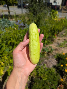 Photographie de Concombre blanc (Cucumis sativus ‘Martini’), sélection proposée en semences W.H. Perron. Le visuel présente l’apparence de la plante ou de sa récolte et permet d’en observer les formes et les couleurs. Cette vue illustre les caractéristiques visibles de la sélection, dans une présentation destinée à accompagner son identification et à montrer son intérêt au jardin.