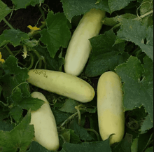 Photographie de Concombre blanc (Cucumis sativus ‘Martini’), sélection proposée en semences W.H. Perron. Le visuel présente l’apparence de la plante ou de sa récolte et permet d’en observer les formes et les couleurs. Cette vue illustre les caractéristiques visibles de la sélection, dans une présentation destinée à accompagner son identification et à montrer son intérêt au jardin.