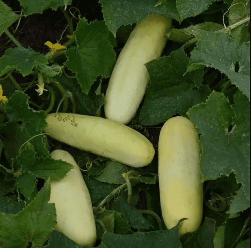 Photographie de Concombre blanc (Cucumis sativus ‘Martini’), sélection proposée en semences W.H. Perron. Le visuel présente l’apparence de la plante ou de sa récolte et permet d’en observer les formes et les couleurs. Cette vue illustre les caractéristiques visibles de la sélection, dans une présentation destinée à accompagner son identification et à montrer son intérêt au jardin.