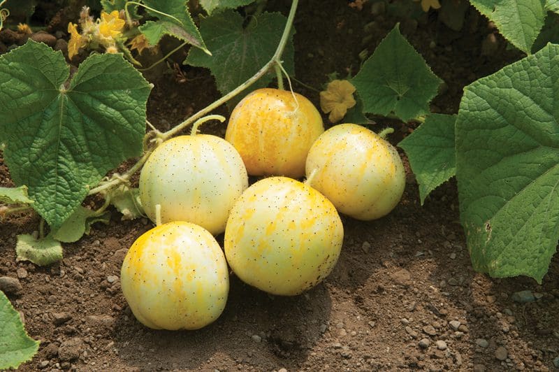 Photographie de Concombre (Cucumis sativus ‘Lemon’), sélection proposée en semences W.H. Perron. Le visuel présente l’apparence de la plante ou de sa récolte et permet d’en observer les formes et les couleurs. Cette vue illustre les caractéristiques visibles de la sélection, dans une présentation destinée à accompagner son identification et à montrer son intérêt au jardin.