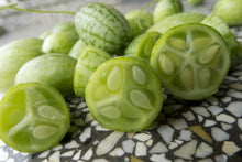 Photographie de Concombre (Melothria scabra ‘Mouse Melon’), sélection proposée en semences W.H. Perron. Le visuel présente l’apparence de la plante ou de sa récolte et permet d’en observer les formes et les couleurs. Cette vue illustre les caractéristiques visibles de la sélection, dans une présentation destinée à accompagner son identification et à montrer son intérêt au jardin.