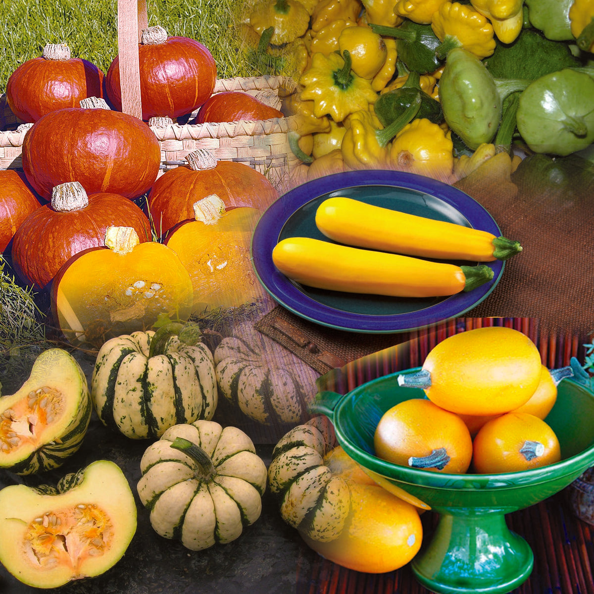Photographie de Courge mélange pour potager (Cucurbita spp.), sélection proposée en semences W.H. Perron. Le visuel présente l’apparence de la plante ou de sa récolte et permet d’en observer les formes et les couleurs. Cette vue illustre les caractéristiques visibles de la sélection, dans une présentation destinée à accompagner son identification et à montrer son intérêt au jardin.