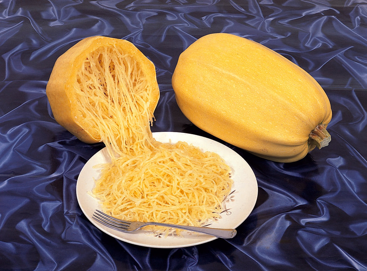 Photographie de Courge bio (Cucurbita pepo ‘Spaghetti’), sélection proposée en semences W.H. Perron. Le visuel présente l’apparence de la plante ou de sa récolte et permet d’en observer les formes et les couleurs. Cette vue illustre les caractéristiques visibles de la sélection, dans une présentation destinée à accompagner son identification et à montrer son intérêt au jardin.