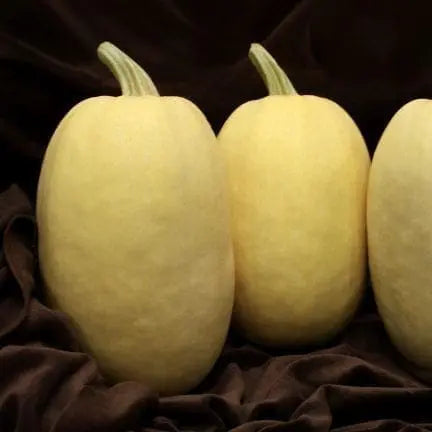 Photo de Courge 'Primavera' F1. Plus compacte que la majorité des courges spaghettis, elle produit des fruits uniformes de 1 à 2 kg. Prévoyez une surface suffisante au potager pour que le feuillage puisse s'étendre sans étouffer les cultures voisines. La couleur caractéristique est : jaune pâle. Les fruits présentent cette forme : ovale.