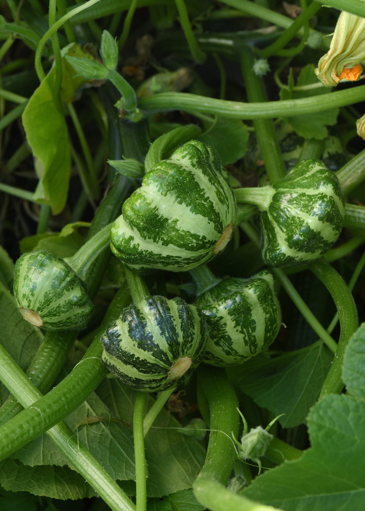 Photographie de Pâtisson (Cucurbita pepo ‘Green Lightning’), sélection proposée en semences W.H. Perron. Le visuel présente l’apparence de la plante ou de sa récolte et permet d’en observer les formes et les couleurs. Cette vue illustre les caractéristiques visibles de la sélection, dans une présentation destinée à accompagner son identification et à montrer son intérêt au jardin.