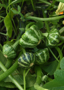 Photographie de Pâtisson (Cucurbita pepo ‘Green Lightning’), sélection proposée en semences W.H. Perron. Le visuel présente l’apparence de la plante ou de sa récolte et permet d’en observer les formes et les couleurs. Cette vue illustre les caractéristiques visibles de la sélection, dans une présentation destinée à accompagner son identification et à montrer son intérêt au jardin.