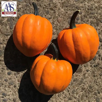 Photo de Courge 'Goldilocks' F1. La couleur caractéristique est : orange. Les fruits présentent cette forme : côtelée, ovale. Le visuel permet d'observer les contours, les teintes et la disposition des éléments présentés. Les détails de forme et les contrastes donnent un aperçu de l'apparence de cette plante ou de sa récolte.