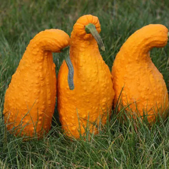 Photo de Courge ornementale 'Ga Ga Ga' F1. Une fois mûrs, les fruits deviennent cloqués et prennent une teinte jaune doré, idéale pour les décorations automnales. Prévoyez une surface suffisante au potager pour que le feuillage puisse s'étendre sans étouffer les cultures voisines La couleur caractéristique est : jaune clair.