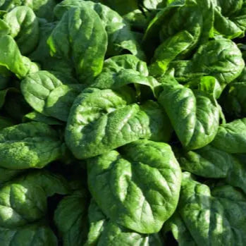 Photo de Épinard 'Space' F1. Épinard 'Space' F1 (Spinacia oleracea). La couleur caractéristique est : vert foncé moyen. Le visuel permet d'observer les contours, les teintes et la disposition des éléments présentés. Les détails de forme et les contrastes donnent un aperçu de l'apparence de cette plante ou de sa récolte.