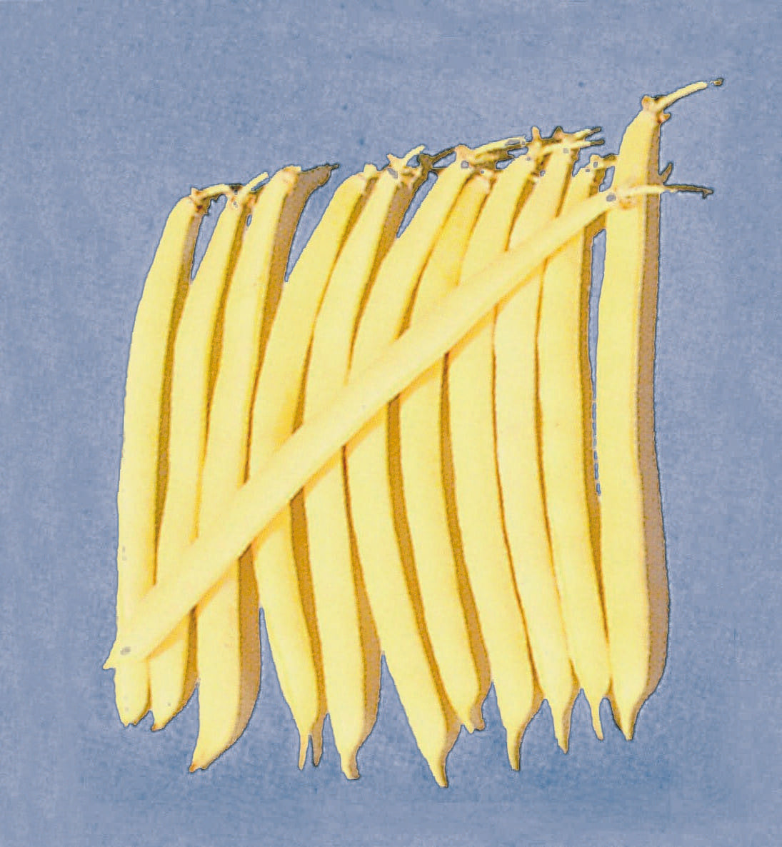 Photographie de Haricot jaune (Phaseolus vulgaris ‘Gold Rush’), sélection proposée en semences W.H. Perron. Le visuel présente l’apparence de la plante ou de sa récolte et permet d’en observer les formes et les couleurs. Cette vue illustre les caractéristiques visibles de la sélection, dans une présentation destinée à accompagner son identification et à montrer son intérêt au jardin.