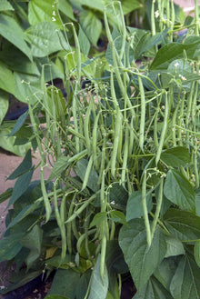Photographie de Haricot vert (Phaseolus vulgaris ‘Mascotte’), sélection proposée en semences W.H. Perron. Le visuel présente l’apparence de la plante ou de sa récolte et permet d’en observer les formes et les couleurs. Cette vue illustre les caractéristiques visibles de la sélection, dans une présentation destinée à accompagner son identification et à montrer son intérêt au jardin.