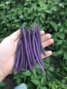 Photographie de Haricot pourpre bio (Phaseolus vulgaris ‘Celine’), sélection proposée en semences W.H. Perron. Le visuel présente l’apparence de la plante ou de sa récolte et permet d’en observer les formes et les couleurs. Cette vue illustre les caractéristiques visibles de la sélection, dans une présentation destinée à accompagner son identification et à montrer son intérêt au jardin.