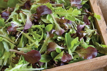 Photographie de Laitue mesclun bio (Lactuca sativa), sélection proposée en semences W.H. Perron. Le visuel présente l’apparence de la plante ou de sa récolte et permet d’en observer les formes et les couleurs. Cette vue illustre les caractéristiques visibles de la sélection, dans une présentation destinée à accompagner son identification et à montrer son intérêt au jardin.