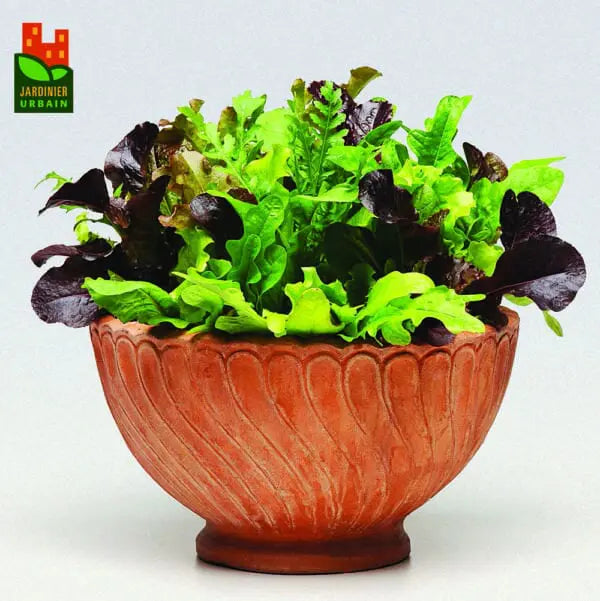 Photo de Laitue SimplySalad Alfresco. La couleur caractéristique est : mélange. Le visuel permet d'observer les contours, les teintes et la disposition des éléments présentés. Les détails de forme et les contrastes donnent un aperçu de l'apparence de cette plante ou de sa récolte. Cette photographie accompagne la variété nommée afin de l'identifier dans la sélection de semences.