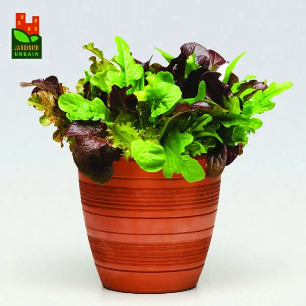Photo de Laitue SimplySalad City Garden. La couleur caractéristique est : mélange. Le visuel permet d'observer les contours, les teintes et la disposition des éléments présentés. Les détails de forme et les contrastes donnent un aperçu de l'apparence de cette plante ou de sa récolte. Cette photographie accompagne la variété nommée afin de l'identifier dans la sélection de semences.