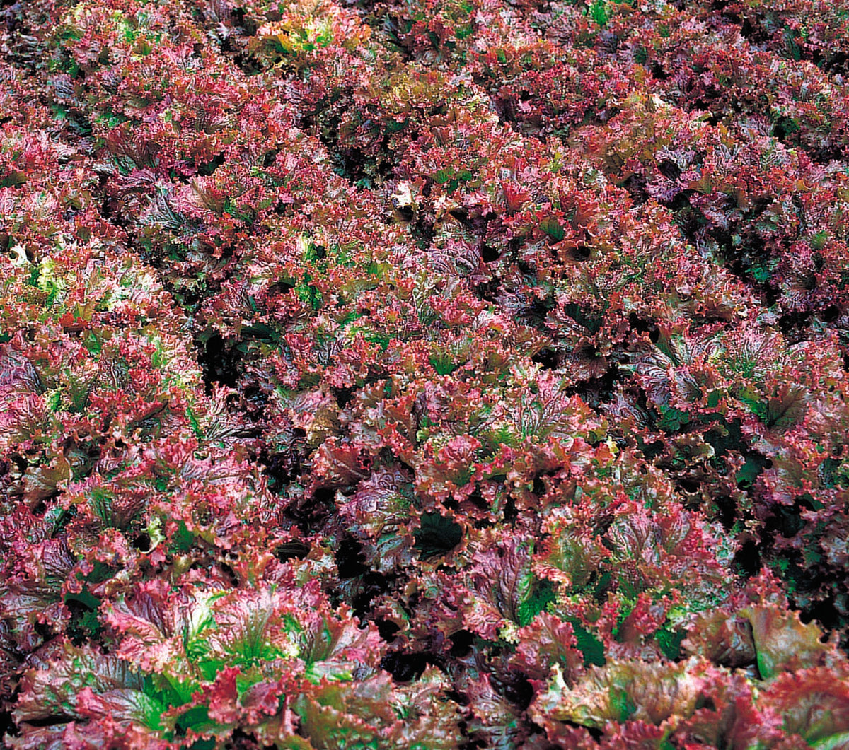 Photographie de Laitue frisée rouge (Lactuca sativa ‘New Red Fire’), sélection proposée en semences W.H. Perron. Le visuel présente l’apparence de la plante ou de sa récolte et permet d’en observer les formes et les couleurs. Cette vue illustre les caractéristiques visibles de la sélection, dans une présentation destinée à accompagner son identification et à montrer son intérêt au jardin.