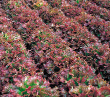 Photographie de Laitue frisée rouge (Lactuca sativa ‘New Red Fire’), sélection proposée en semences W.H. Perron. Le visuel présente l’apparence de la plante ou de sa récolte et permet d’en observer les formes et les couleurs. Cette vue illustre les caractéristiques visibles de la sélection, dans une présentation destinée à accompagner son identification et à montrer son intérêt au jardin.