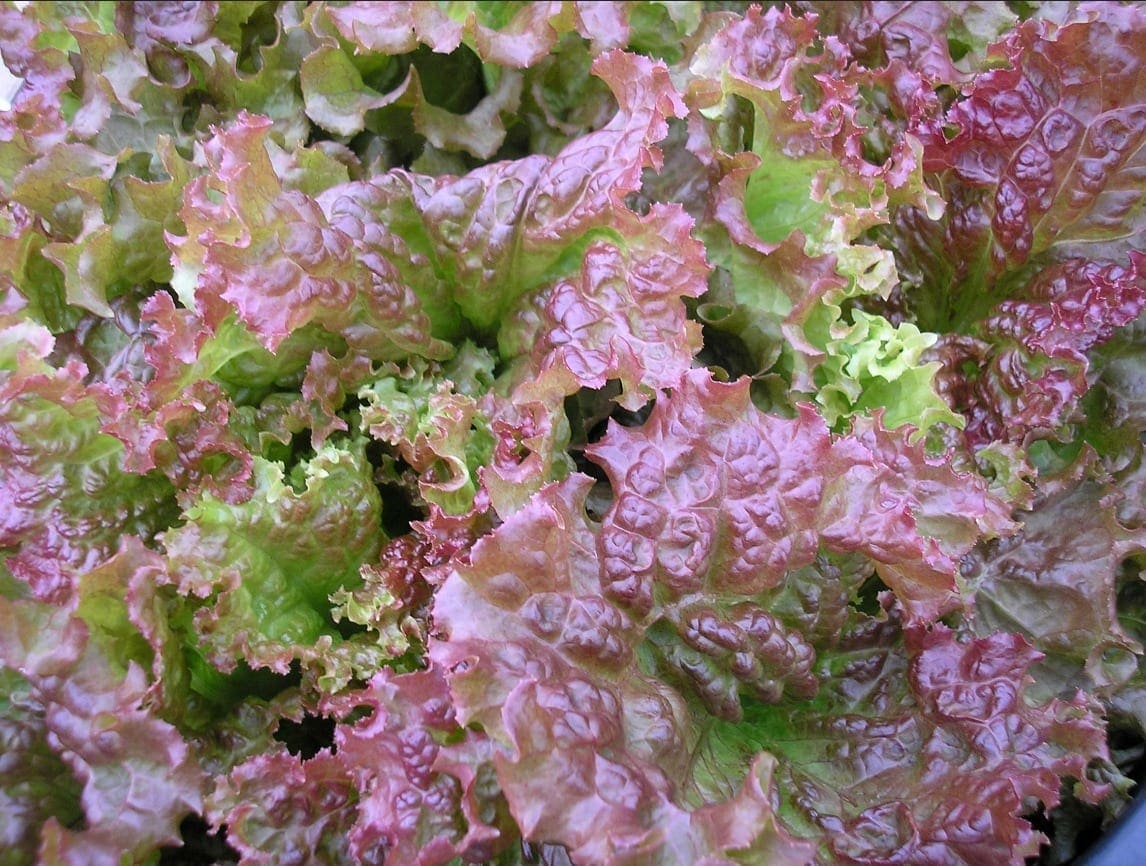Photographie de Laitue frisée rouge (Lactuca sativa ‘New Red Fire’), sélection proposée en semences W.H. Perron. Le visuel présente l’apparence de la plante ou de sa récolte et permet d’en observer les formes et les couleurs. Cette vue illustre les caractéristiques visibles de la sélection, dans une présentation destinée à accompagner son identification et à montrer son intérêt au jardin.