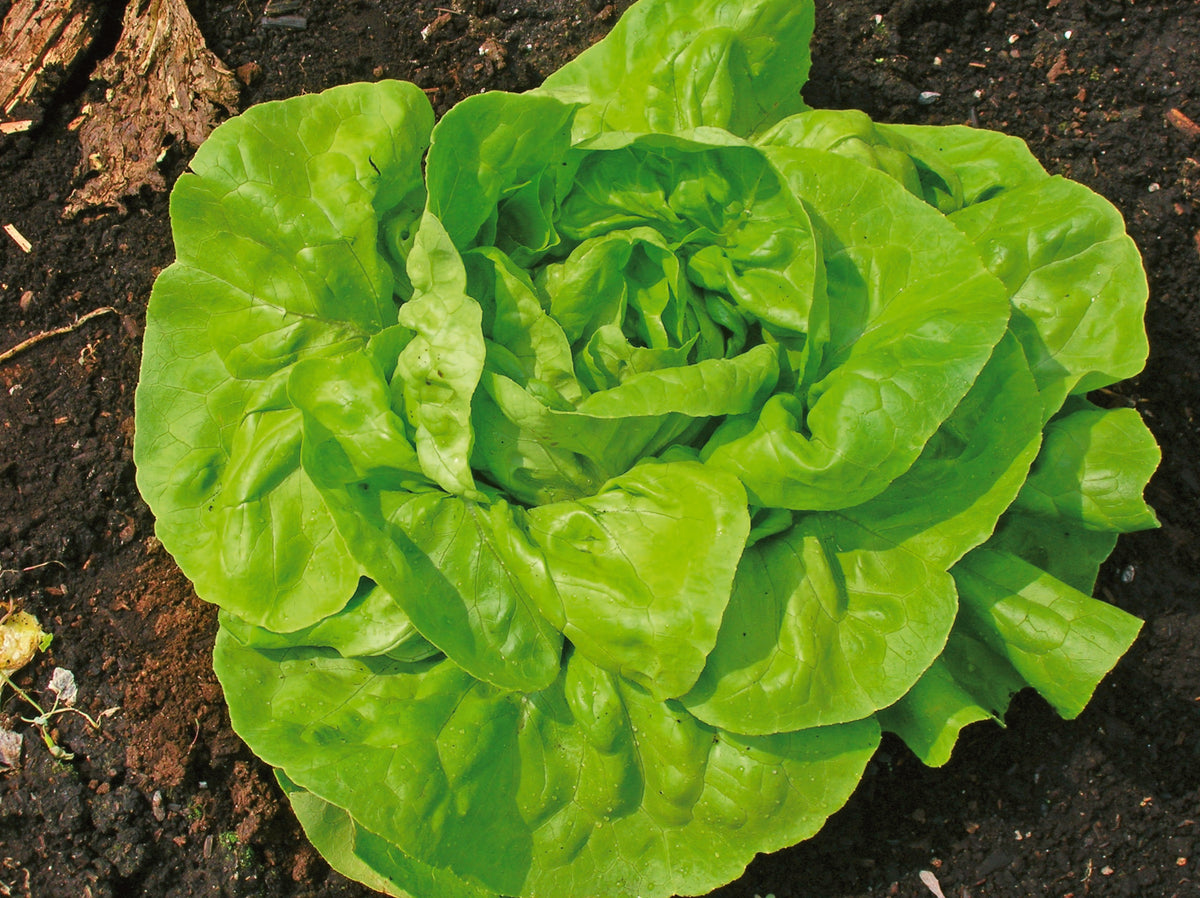 Photographie de Laitue boston verte (Lactuca sativa ‘Rhapsody’), sélection proposée en semences W.H. Perron. Le visuel présente l’apparence de la plante ou de sa récolte et permet d’en observer les formes et les couleurs. Cette vue illustre les caractéristiques visibles de la sélection, dans une présentation destinée à accompagner son identification et à montrer son intérêt au jardin.