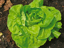Photographie de Laitue boston verte (Lactuca sativa ‘Rhapsody’), sélection proposée en semences W.H. Perron. Le visuel présente l’apparence de la plante ou de sa récolte et permet d’en observer les formes et les couleurs. Cette vue illustre les caractéristiques visibles de la sélection, dans une présentation destinée à accompagner son identification et à montrer son intérêt au jardin.