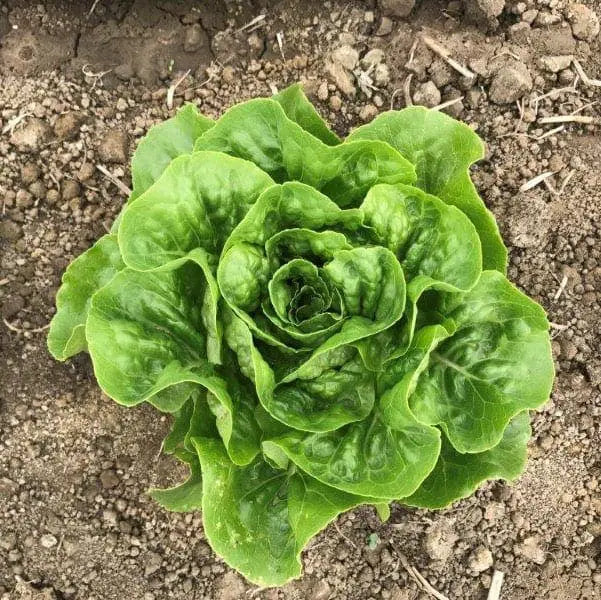 Photo de Laitue mini romaine 'Xalbadora'. La couleur caractéristique est : verte. Le visuel permet d'observer les contours, les teintes et la disposition des éléments présentés. Les détails de forme et les contrastes donnent un aperçu de l'apparence de cette plante ou de sa récolte. Cette photographie accompagne la variété nommée afin de l'identifier dans la sélection de semences.