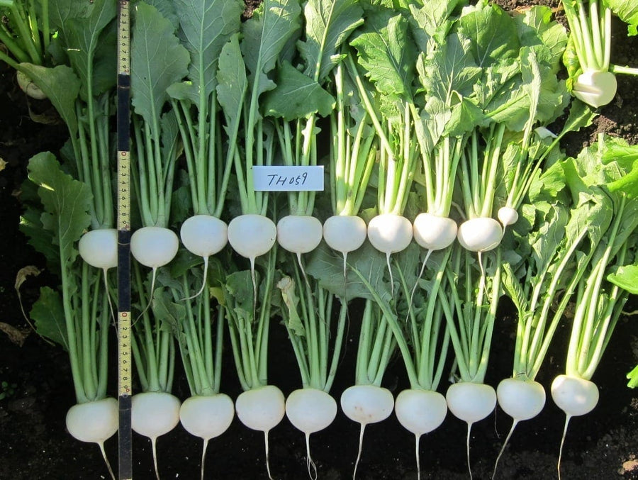 Photographie de Navet japonais F1 (Brassica rapa var. rapa ‘Bella Luna’), sélection proposée en semences W.H. Perron. Le visuel présente l’apparence de la plante ou de sa récolte et permet d’en observer les formes et les couleurs. Cette vue illustre les caractéristiques visibles de la sélection, dans une présentation destinée à accompagner son identification et à montrer son intérêt au jardin.