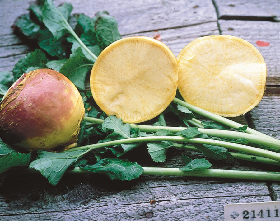Photographie de Rutabaga (Brassica napus var. napobrassica ‘Laurentien Thomson’), sélection proposée en semences W.H. Perron. Le visuel présente l’apparence de la plante ou de sa récolte et permet d’en observer les formes et les couleurs. Cette vue illustre les caractéristiques visibles de la sélection, dans une présentation destinée à accompagner son identification et à montrer son intérêt au jardin.