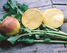 Photographie de Rutabaga (Brassica napus var. napobrassica ‘Laurentien Thomson’), sélection proposée en semences W.H. Perron. Le visuel présente l’apparence de la plante ou de sa récolte et permet d’en observer les formes et les couleurs. Cette vue illustre les caractéristiques visibles de la sélection, dans une présentation destinée à accompagner son identification et à montrer son intérêt au jardin.